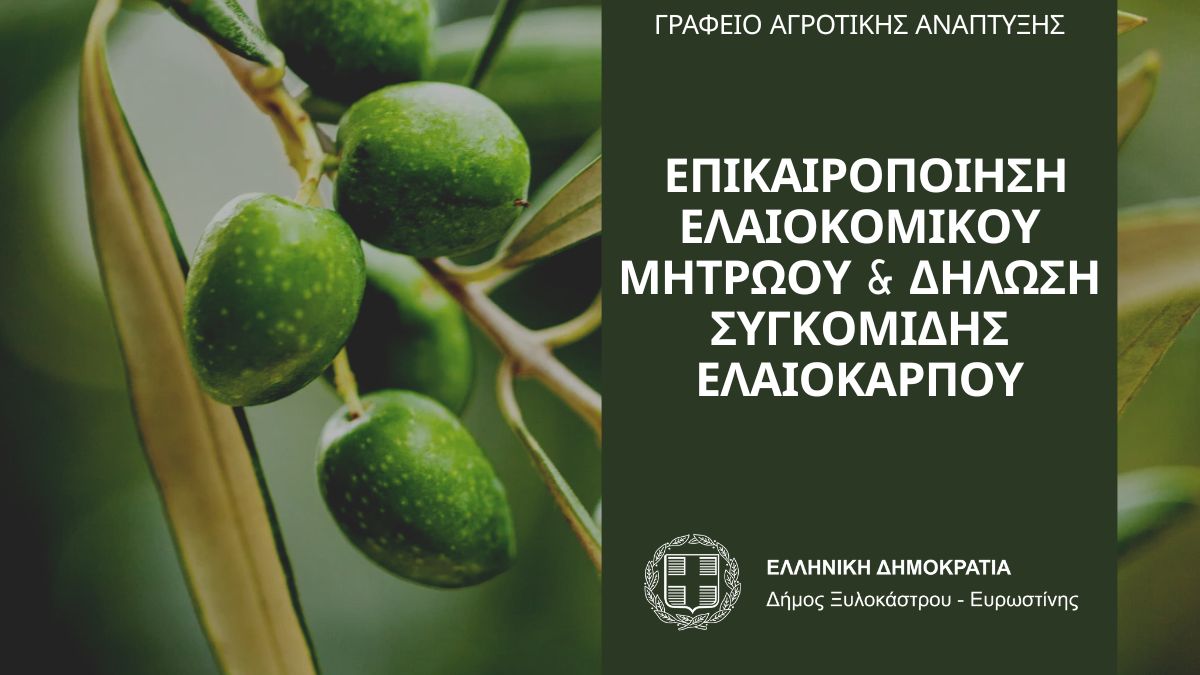 Μετατίθεται για την ελαιοκομική περίοδο 2026–2027 η υποχρεωτική υποβολή Δηλώσεων Συγκομιδής Ελαιοκάρπου