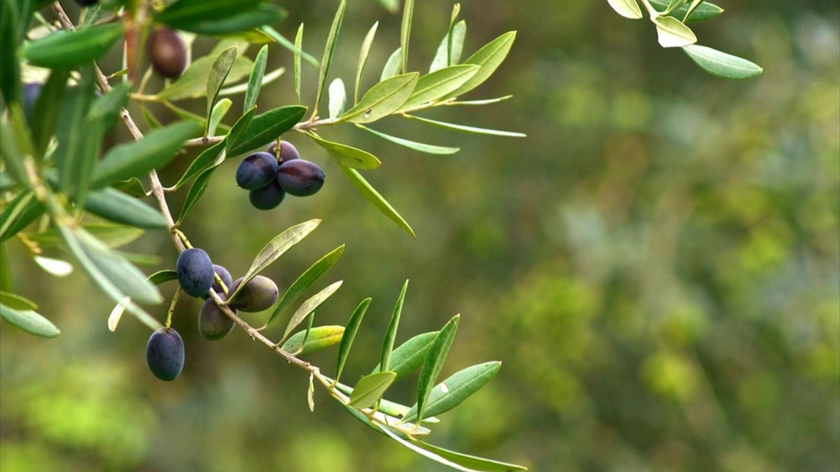 Συγκομιδή Ελαιόκαρπου στη ζώνη Δακοκτονίας 2022
