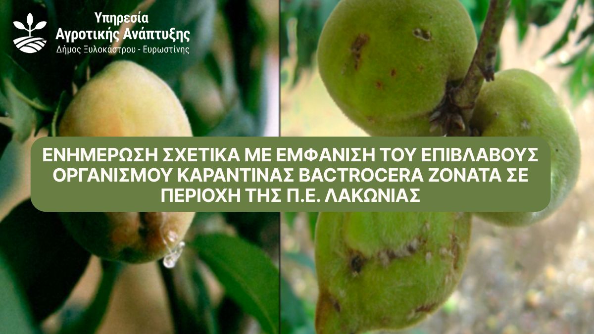 Ενημέρωση σχετικά με εμφάνιση του επιβλαβούς οργανισμού καραντίνας Bactrocera zonata σε περιοχή της Π.Ε. Λακωνίας