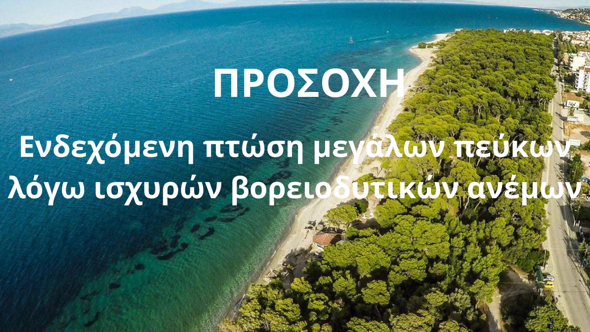 Προσοχή για ενδεχόμενη πτώση μεγάλων πεύκων λόγω ισχυρών βορειοδυτικών ανέμων