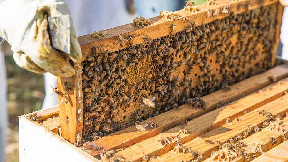 Ενημέρωση για συμμετοχή στις δράσεις του τομέα της μελισσοκομίας